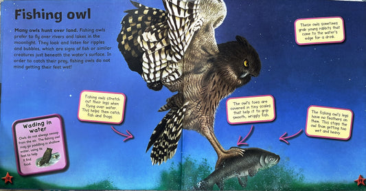 I Love Owls