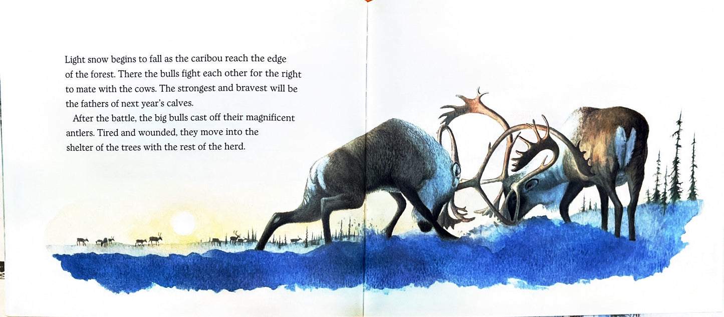 Little Caribou (Paperback)
