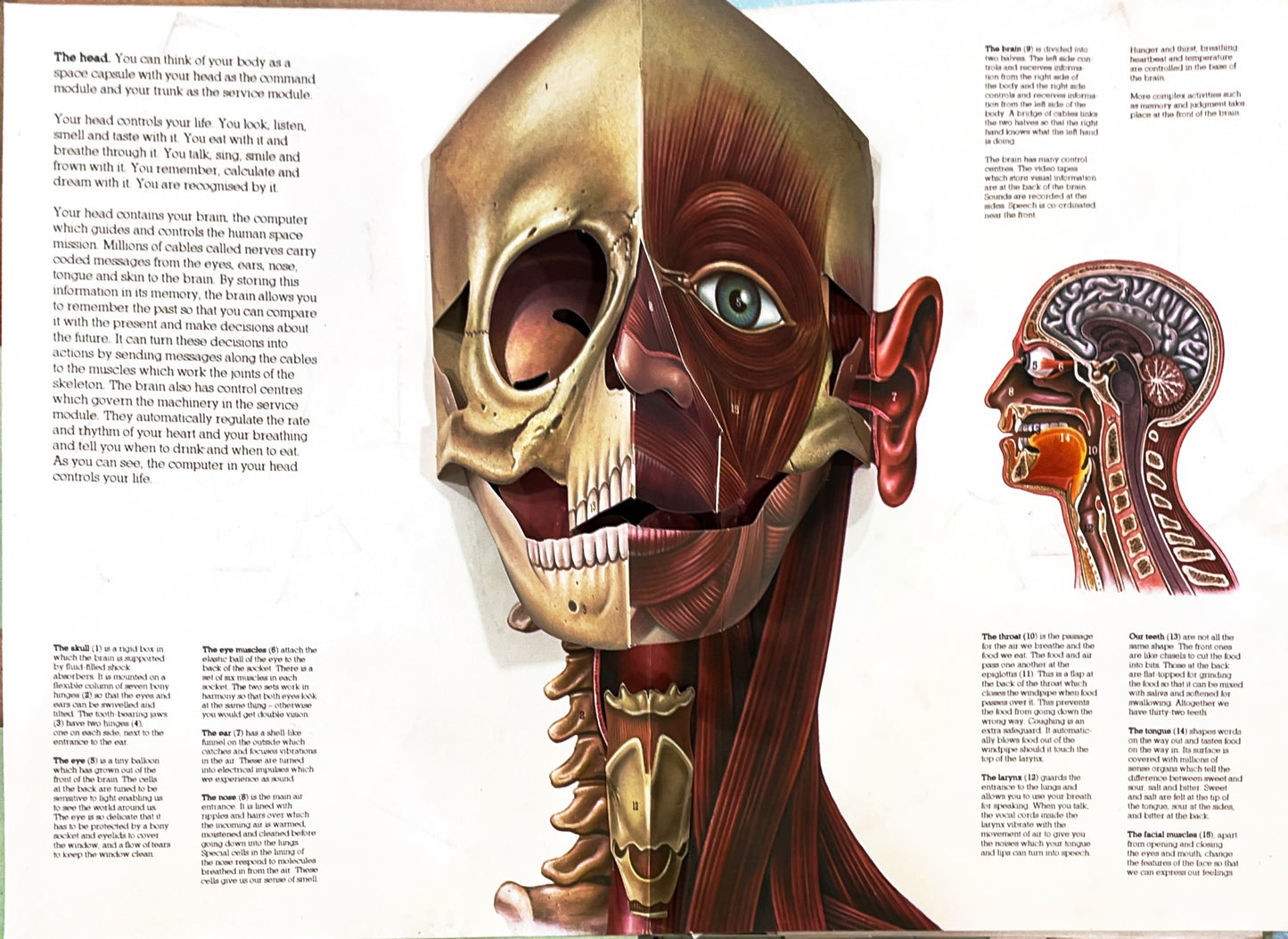 The Human Body (Pop Up + Push and Pull+ Lift the Flaps)