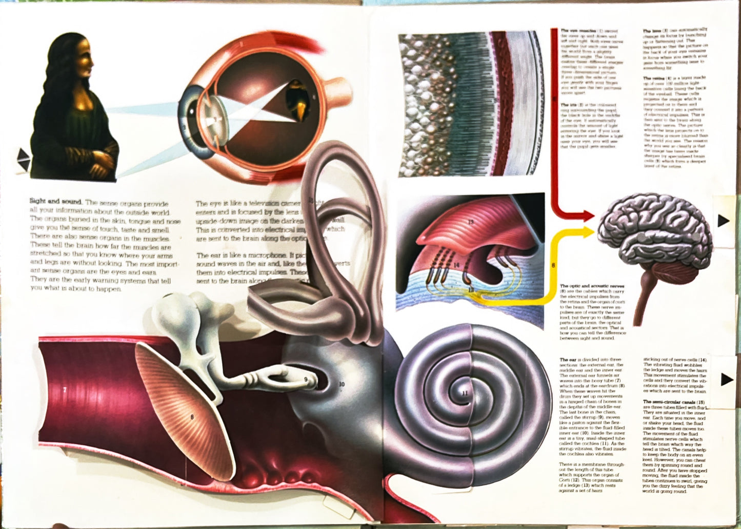The Human Body (Pop Up + Push and Pull+ Lift the Flaps)